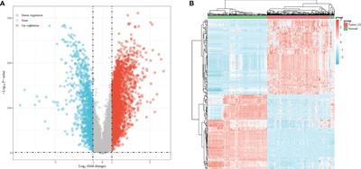 N6-Methyladenosine Regulators Promote Malignant Progression of Gastric Adenocarcinoma